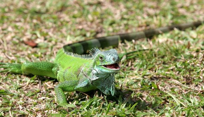 Imagen de mascota exótica