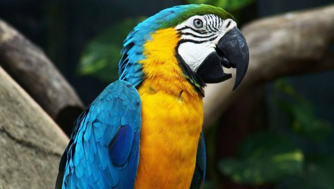 Imagen de mascota exótica