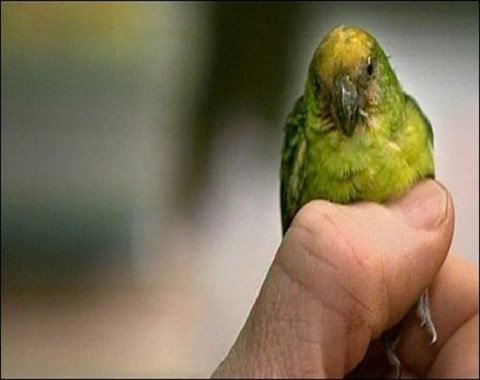 Imagen de mascota exótica