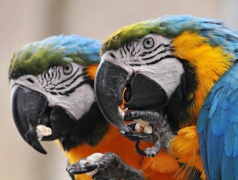 Imagen de mascota exótica