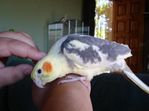 Imagen de mascota exótica