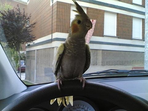 Imagen de mascota exótica