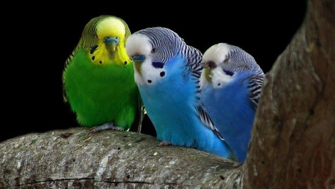 Imagen de mascota exótica