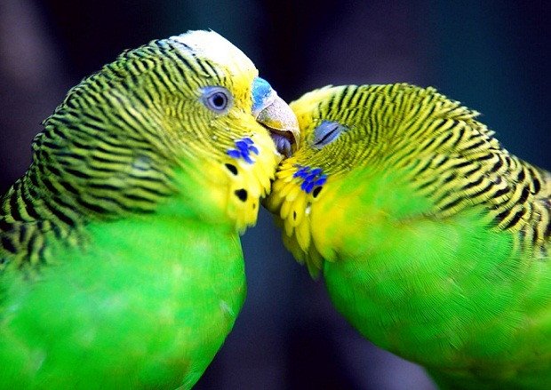 Imagen de mascota exótica