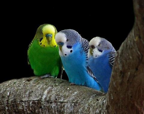 Imagen de mascota exótica