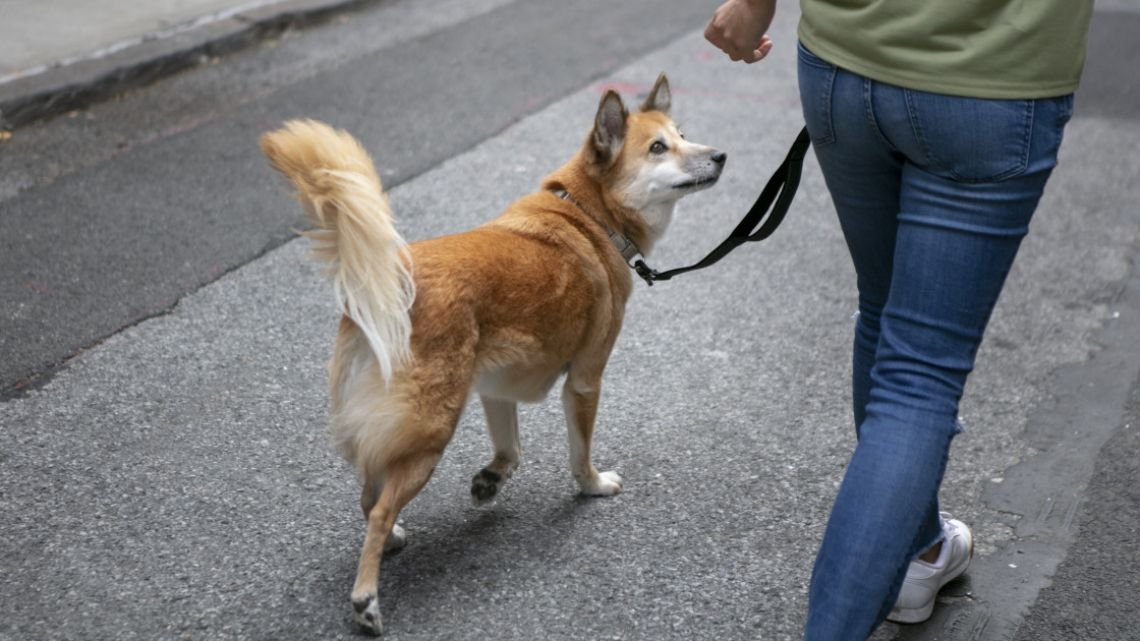 Una medida controvertida: la prohibición de los perros en la vía pública de Irán La reciente decisión del gobierno iraní... Descubre más sobre amenaza, dentr...