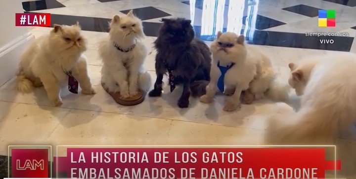 Los gatos embalsamados de Daniela Cardone. Captura TV