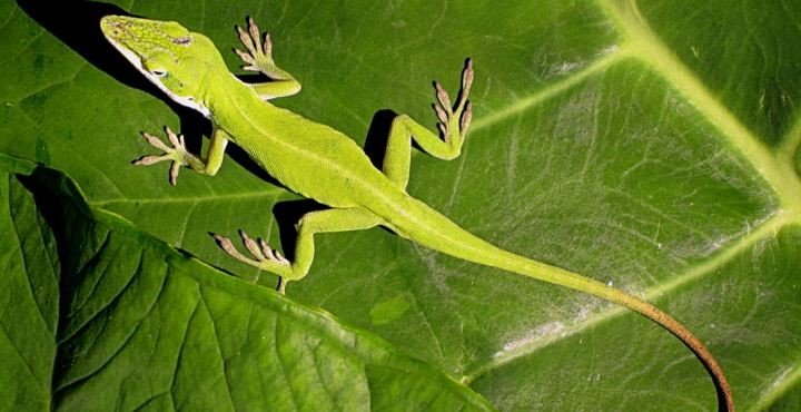 Imagen de mascota exótica