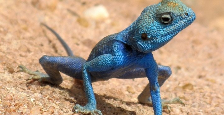 Imagen de mascota exótica