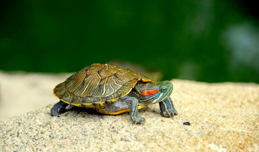 Imagen de Curiosidades sobre tortugas acuáticas como mascotas exóticas en San Luis, Argentina. en Argentina