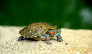 Imagen de Curiosidades sobre tortugas acuáticas como mascotas exóticas en San Luis, Argentina. en Argentina