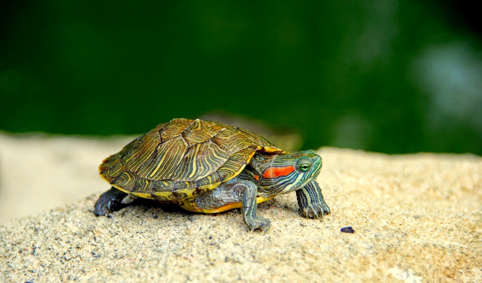 Imagen de Curiosidades sobre tortugas acuáticas como mascotas exóticas en San Luis, Argentina. en Argentina