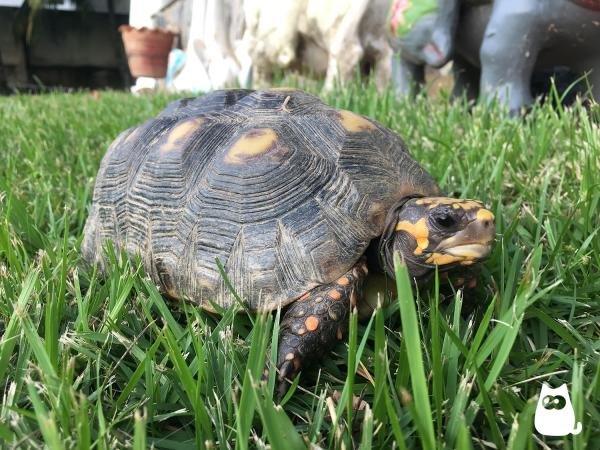 Imagen de Veterinarios en Bahía Blanca se especializan en la salud de tortugas acuáticas como mascotas exóticas. en Argentina