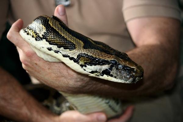Imagen de Veterinarios en Neuquén se especializan en el cuidado de pitones bola y otras mascotas exóticas. en Argentina
