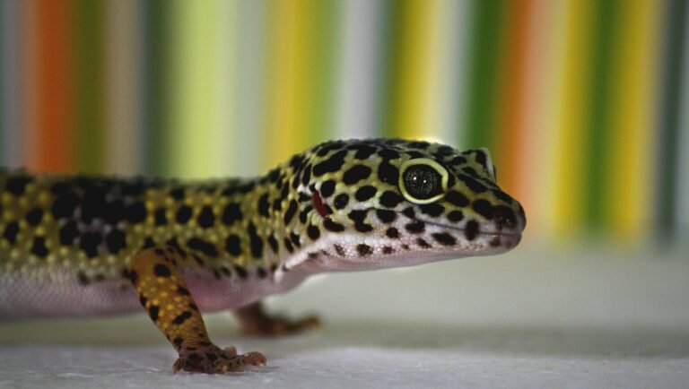 Imagen de Legislación 2025 en Salta regula la tenencia de gecko leopardo como mascota exótica en Argentina. en Argentina