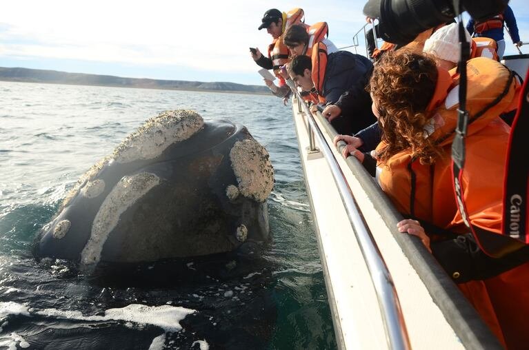 Cuándo comienza la temporada de ballenas en Puerto Madryn y precios de excursiones para las vacaciones de invierno en Grisel Isaac, Grisel