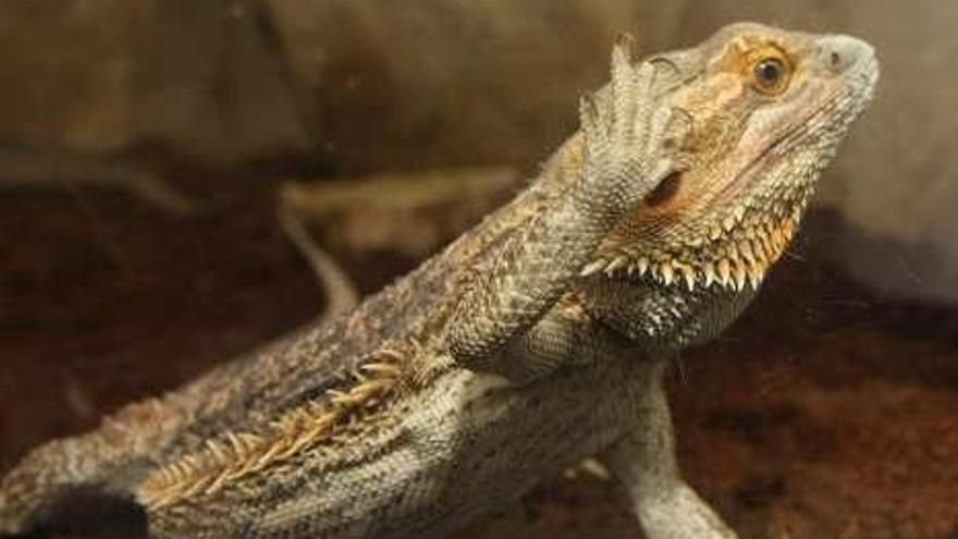 Imagen de Legislación 2025 en Neuquén regula la tenencia de iguanas como mascotas exóticas en Argentina. en Argentina