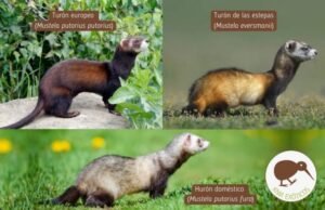 Imagen de Gastos iniciales de un hurón en Santa Fe: considera los costos antes de adoptar esta mascota exótica. en Argentina
