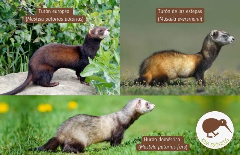 Imagen de Gastos iniciales de un hurón en Santa Fe: considera los costos antes de adoptar esta mascota exótica. en Argentina