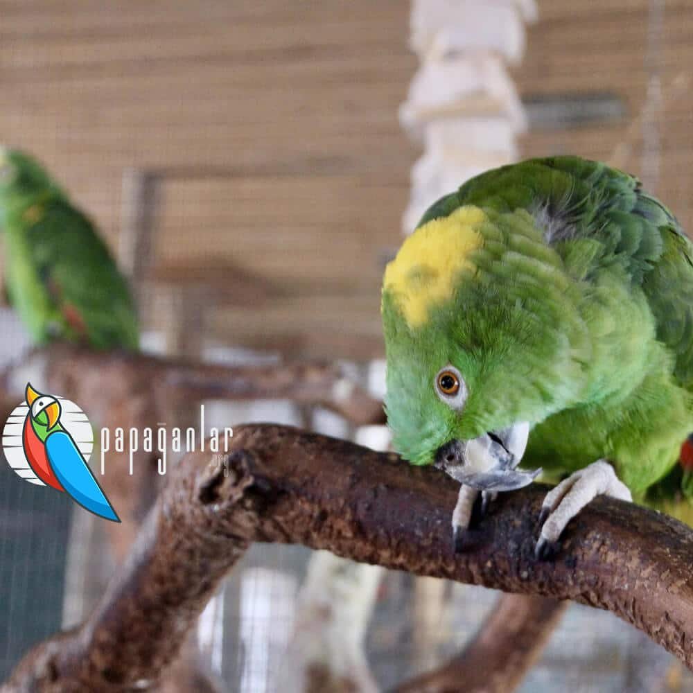 Imagen de Adopción responsable de loros en San Juan, clave para el cuidado de mascotas exóticas en Argentina. en Argentina