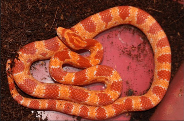 Imagen de Curiosidades sobre la serpiente de maíz, una popular mascota exótica en Argentina. en Argentina