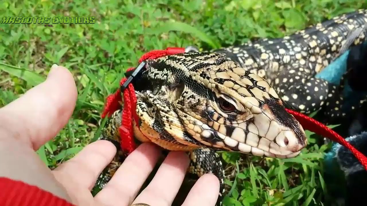 Imagen de Adopta un lagarto tegu en Corrientes, promoviendo la tenencia responsable de mascotas exóticas. en Argentina