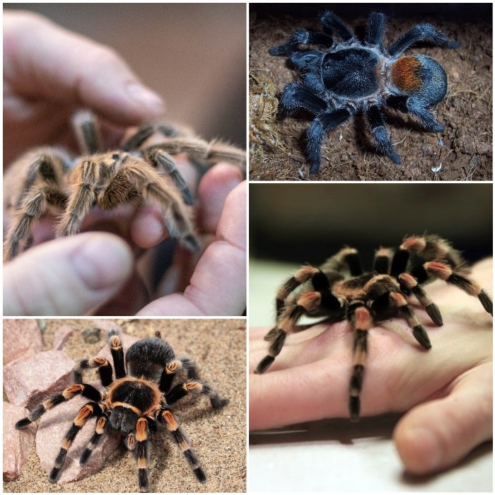 Imagen de Tarantulas en Bahía Blanca: fascinantes mascotas exóticas para considerar en Argentina. en Argentina
