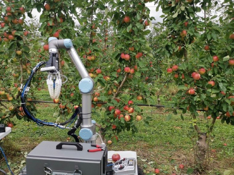 Científicos indios buscan la manzana perfecta.