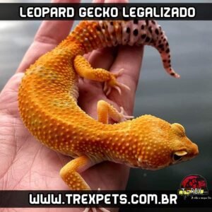 Imagen de Requisitos legales para tener geckos leopardo en Formosa, Argentina, y su creciente popularidad. en Argentina