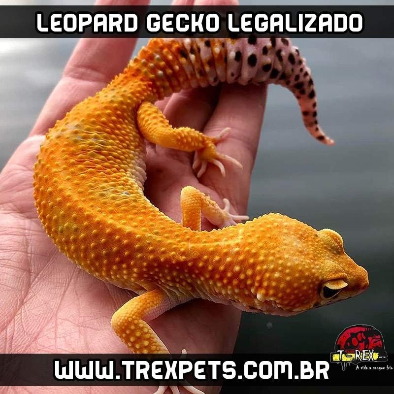 Imagen de Requisitos legales para tener geckos leopardo en Formosa, Argentina, y su creciente popularidad. en Argentina