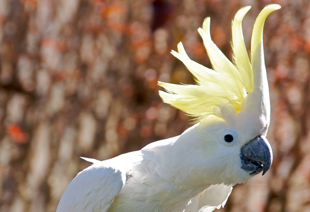 Imagen de Cacatúas son una popular opción de mascotas exóticas en Argentina, especialmente en Bahía Blanca. en Argentina