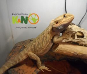 Imagen de Guía para obtener permisos de dragón barbudo en Santiago del Estero, Argentina. en Argentina