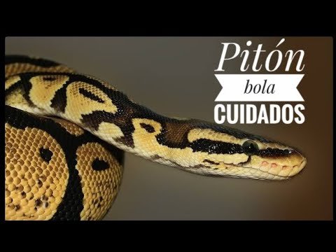 Imagen de Adopta responsablemente un pitón bola en San Rafael, una opción popular en Argentina. en Argentina