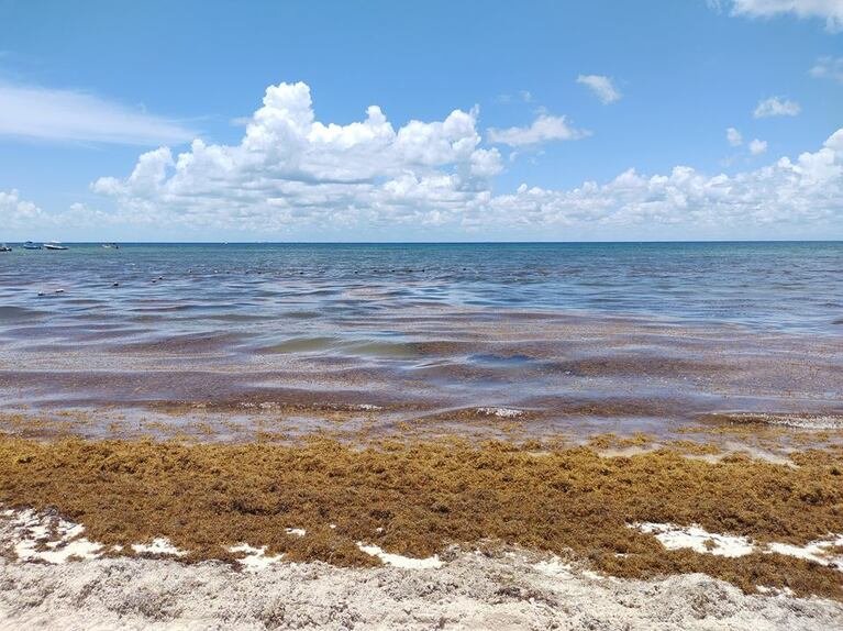 Alerta en las playas del Caribe por el sargazo que en 2025 ya es récord en Redacción Clarín, Los