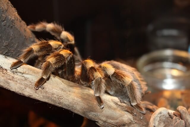 Imagen de Tarantulas en Bahía Blanca: fascinantes mascotas exóticas para considerar en Argentina. en Argentina
