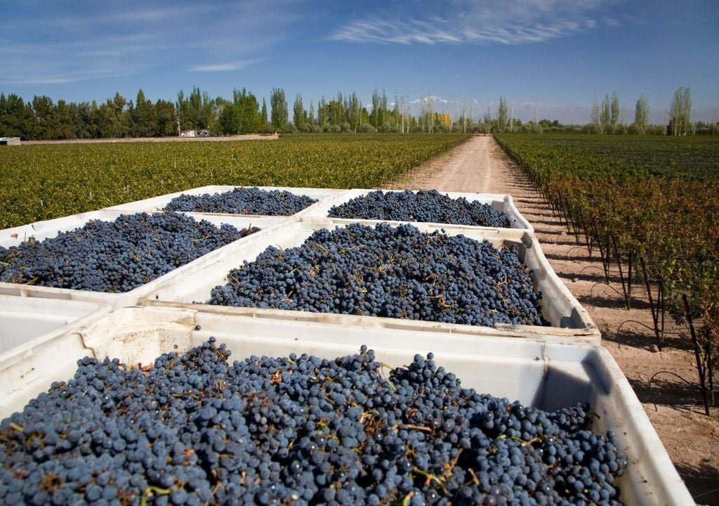 Rutas del Vino en Explora, Mendoza