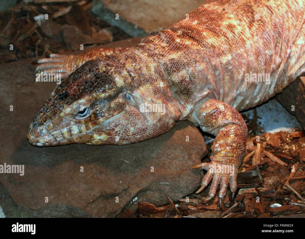 Imagen de Compra legal de lagartos tegu en Tucumán, regulada para proteger la fauna en Argentina. en Argentina