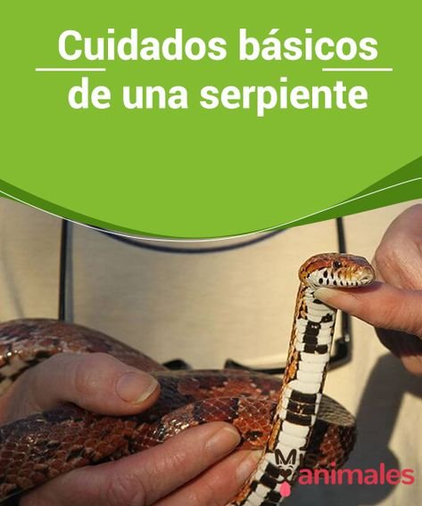 Imagen de Guía sobre el tratamiento de la podredumbre escamosa en serpientes como mascotas exóticas en Argentina. en Argentina