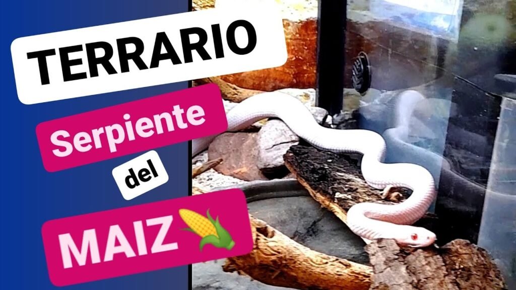 Imagen de Guía para seleccionar juguetes adecuados para serpientes de maíz en Buenos Aires. en Argentina