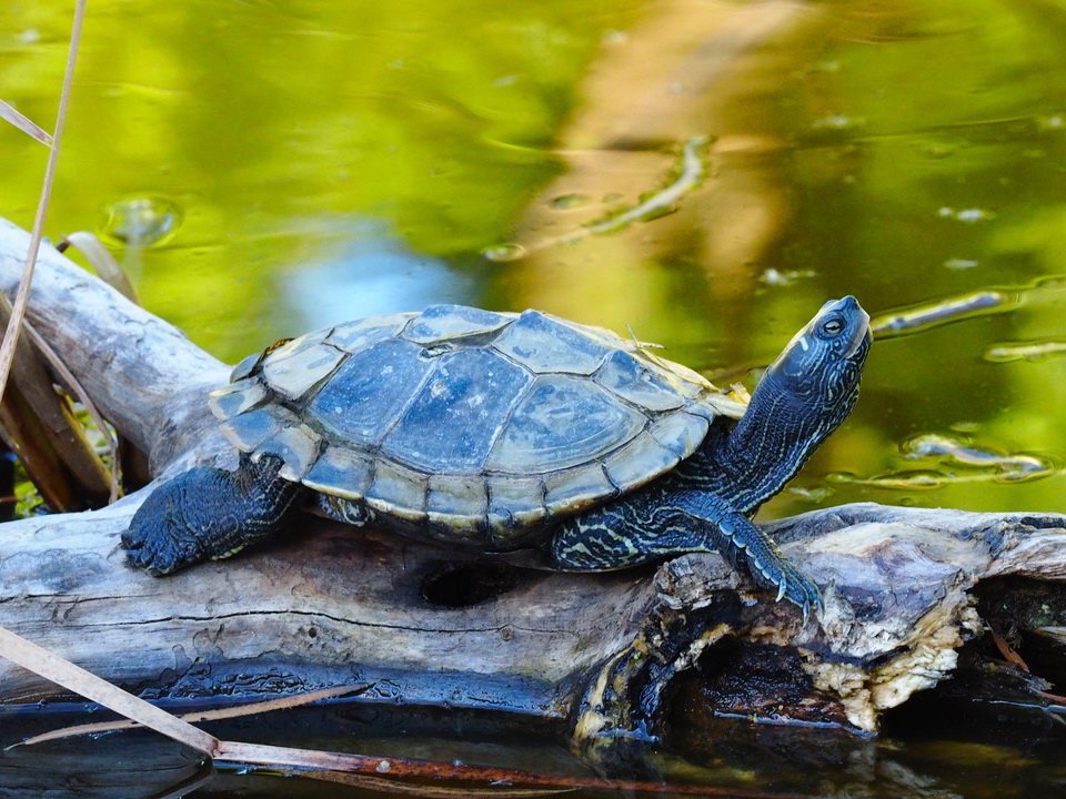 Imagen de Experiencias de tener una tortuga acuática como mascota exótica en San Juan, Argentina. en Argentina