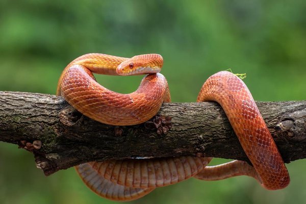 Imagen de Curiosidades sobre la serpiente de maíz, una popular mascota exótica en Argentina. en Argentina