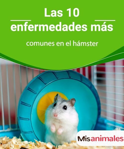 Imagen de Enfermedades comunes del hámster sirio en Argentina y su cuidado esencial. en Argentina