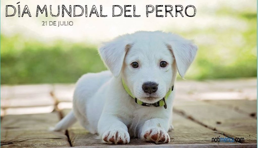 Día Nacional del Perro en El Cronista, Información General