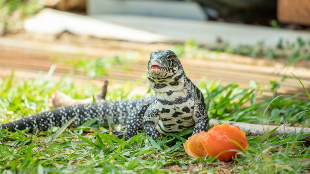 Imagen de Crea un hábitat perfecto para tu lagarto tegu en Bahía Blanca, Argentina. en Argentina