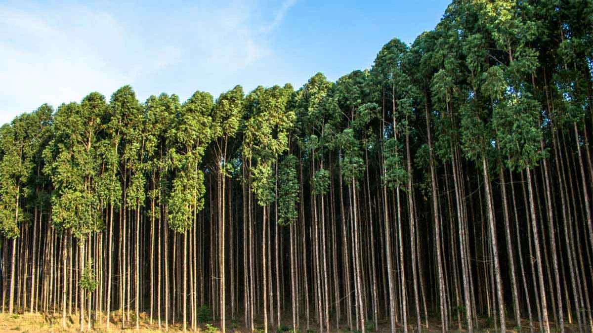 Fresa promueve las industrias forestales en el nordeste en El Cronista, Negocios