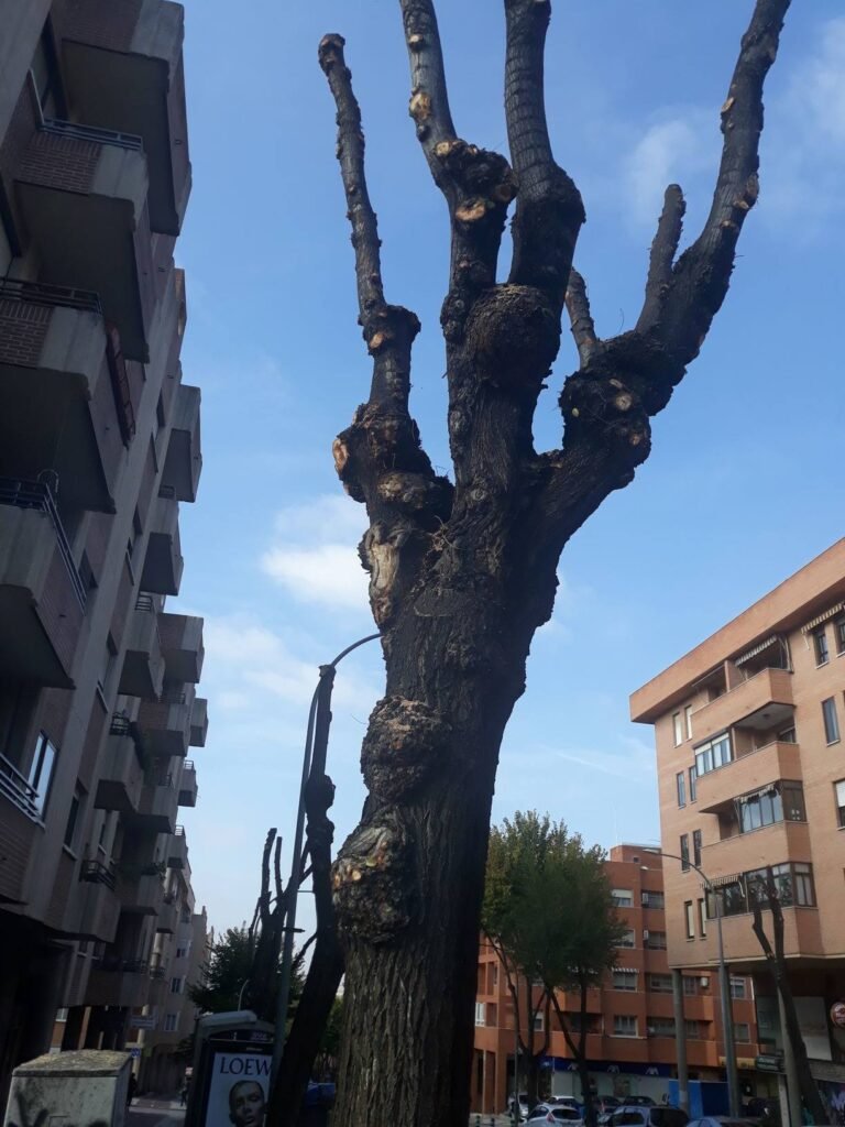 Imagen relacionada con Denuncian en Cuña Pirú podas inadecuadas que dañan el arbolado urbano, generando controversia.