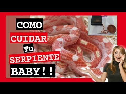 Imagen de Guía para seleccionar juguetes adecuados para serpientes de maíz en Buenos Aires. en Argentina