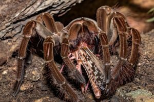 Imagen de Alimentación adecuada para tarantulas como mascotas exóticas en Tandil, Argentina. en Argentina