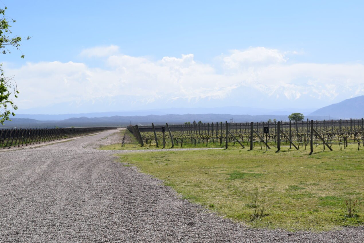 Rutas del Vino en Descubre, Mendoza
