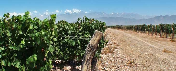 Rutas del Vino en Descubre, Andes